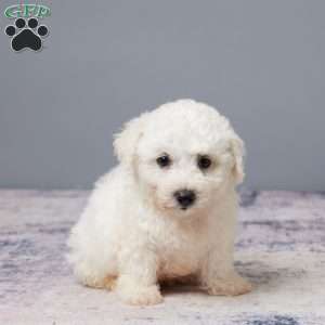 Porter, Bichon Frise Puppy
